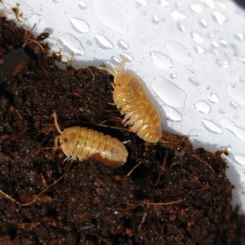 armadillidium granulatum Naranjito