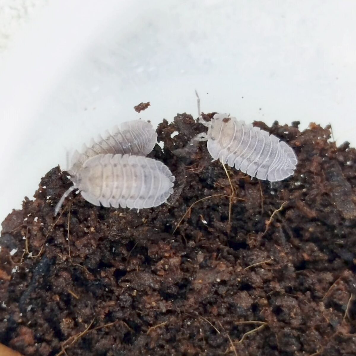 isopodes Armadillidium peraccae