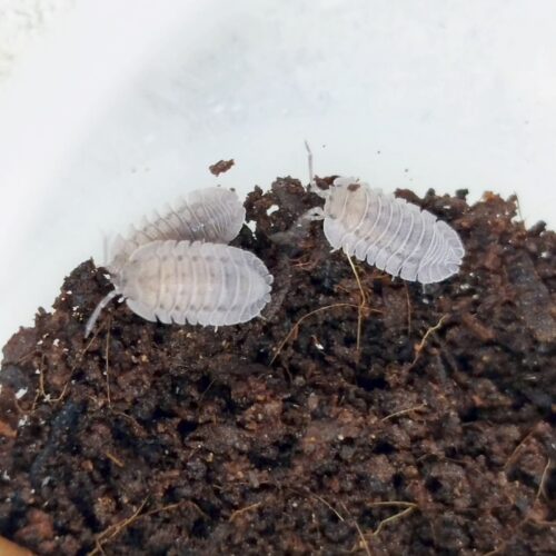 venta de Armadillidium peraccae