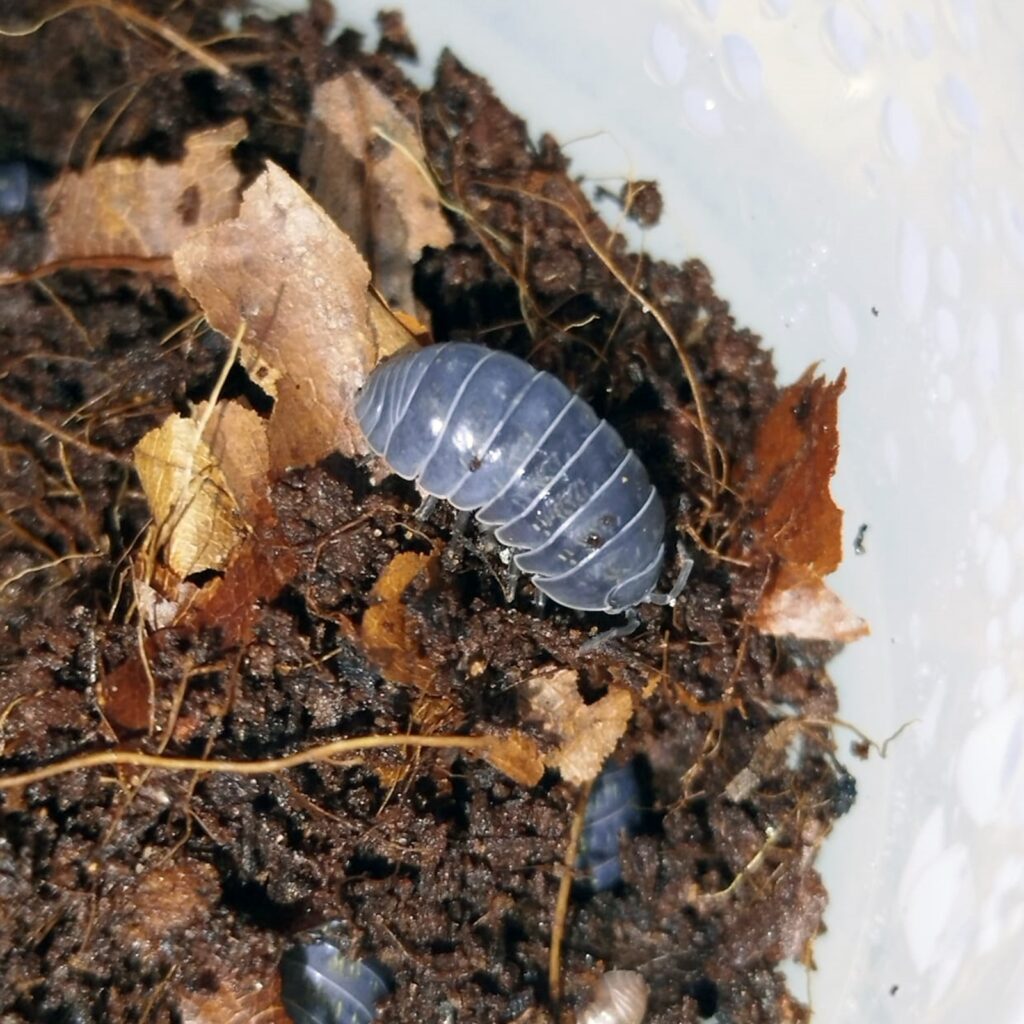 isópodo Armadillidium vulgare