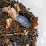 isópodes Armadillidium vulgare