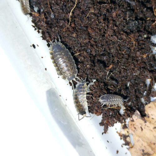 porcellio spinicornis