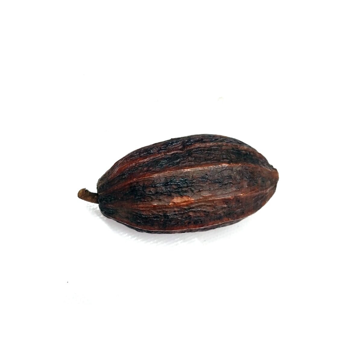 Cocoa pod