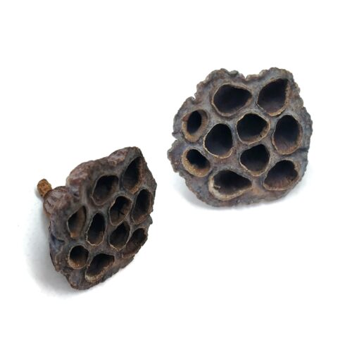 Lotus seed pod