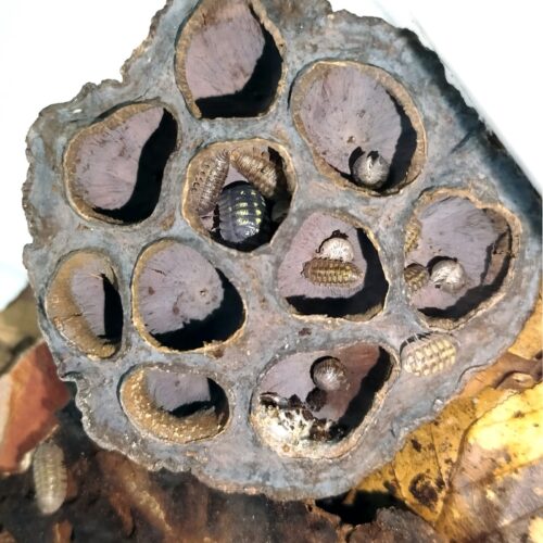 Lotus seed pod