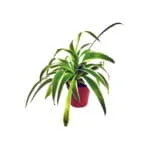 Grünlilie 'Bambino' (Chlorophytum comosum)