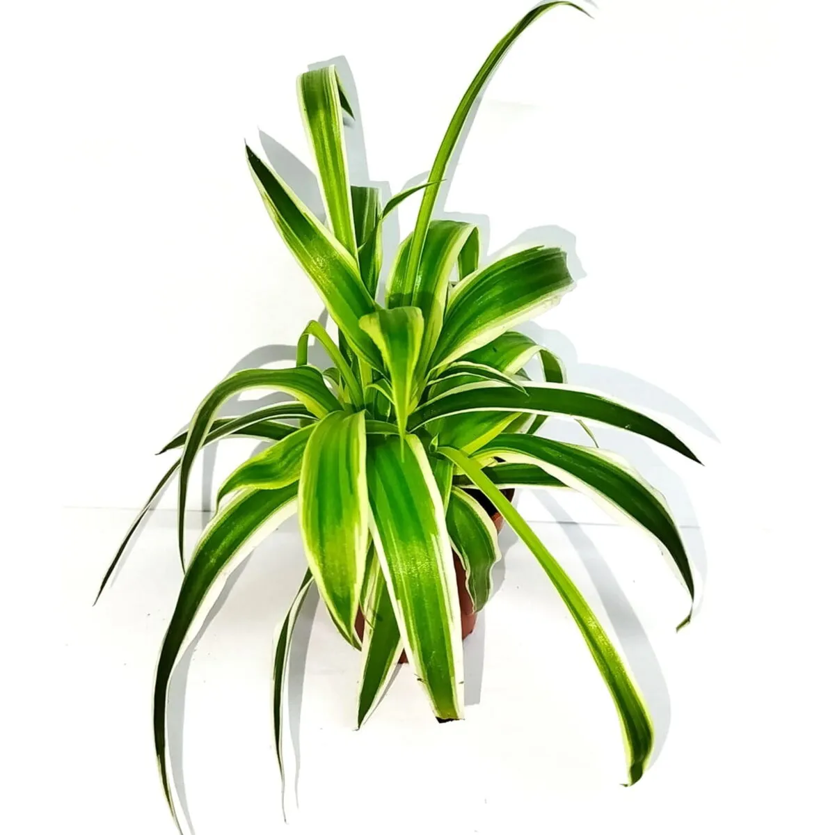 Grünlilie 'Bambino' (Chlorophytum comosum)