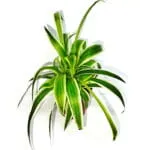 monstera plante Monstera main image 1