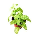 Fitonia verda