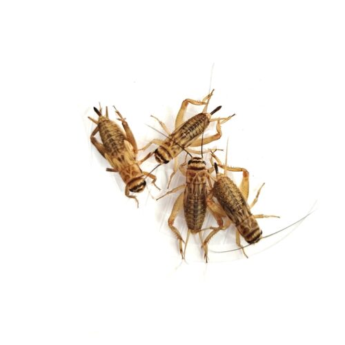 Crickets Acheta domesticus