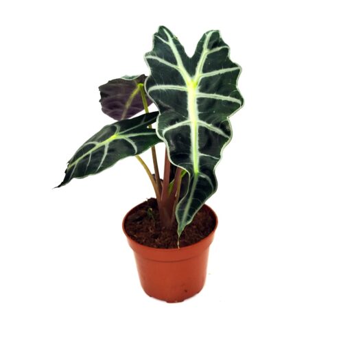 Alocasia Polly