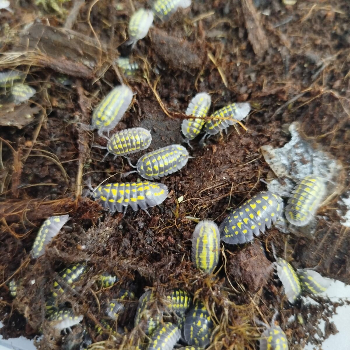 isopodi Armadillidium gestroi