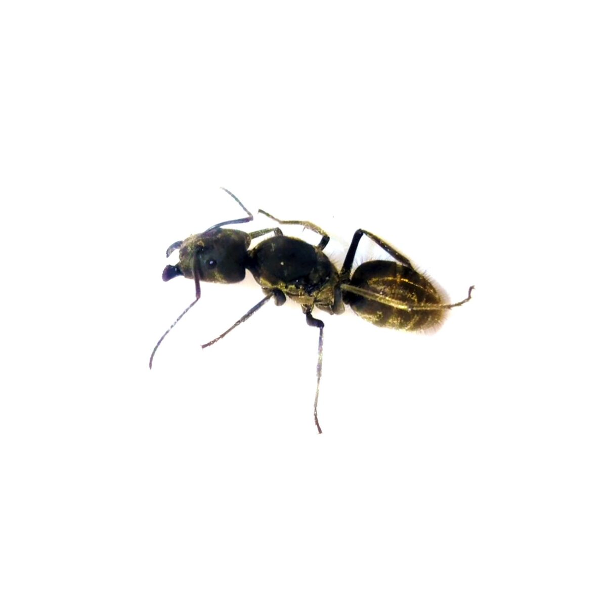 Camponotus camelinus