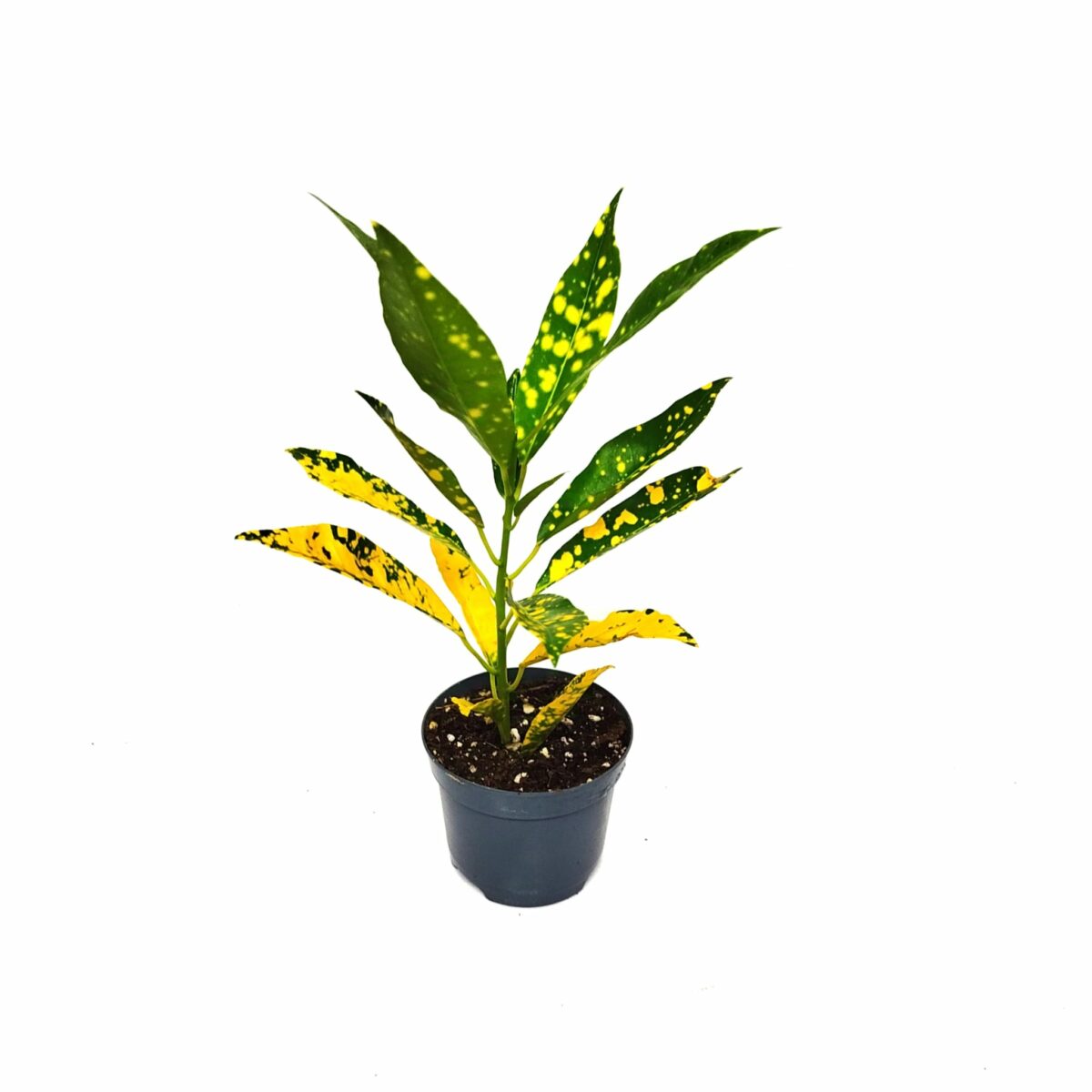 Codiaeum variegatum Gold Dust’