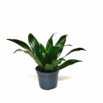  Dracaena fragrans 'Compacta'