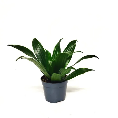 Dracaena fragrans 'Compacta'