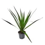 Dracaena marginata