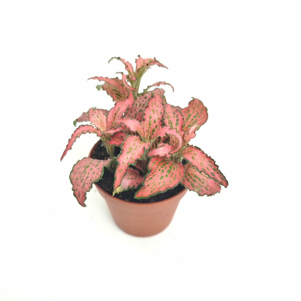 Fittonia mosaic Pink