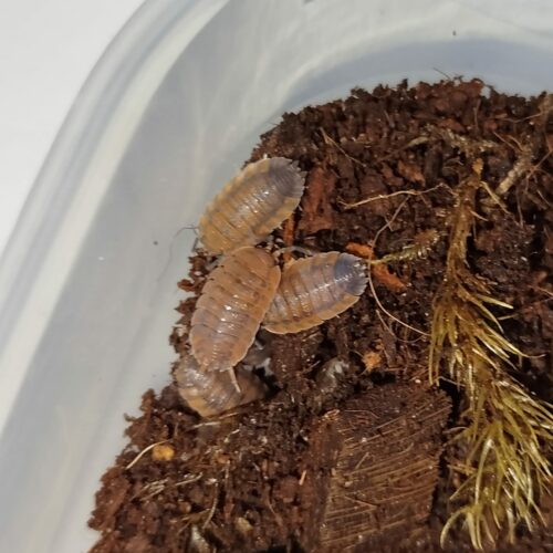 Porcellio scaber "Lava"