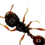 Kolonia mrówek