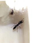 Stigmatomma reclinatum