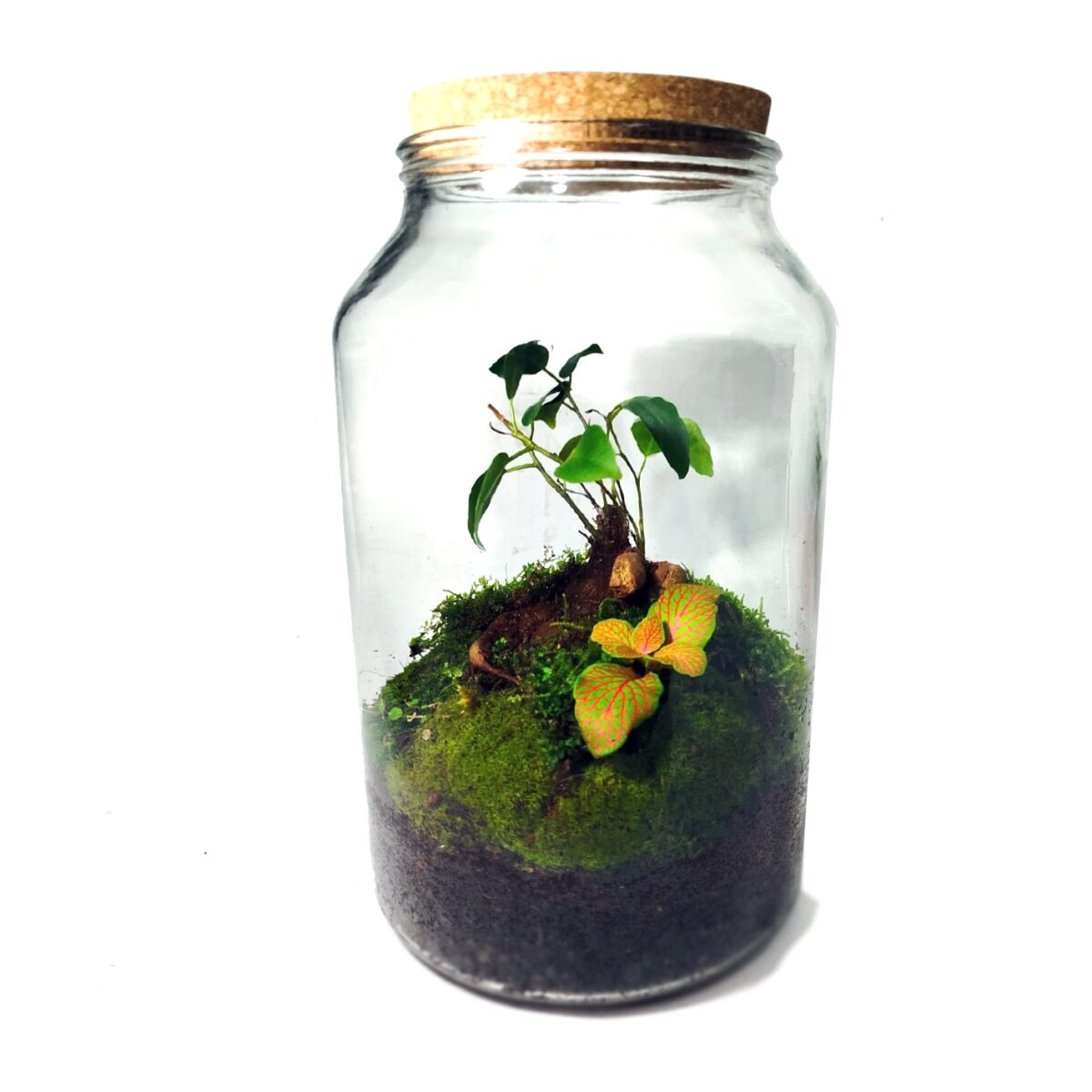 Eternal Terrarium (4L) with Fittonia and Ficus Ginseng