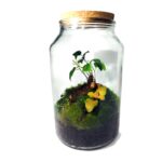 Ewiges Terrarium von 4L mit Fittonia und Ficus Ginseng