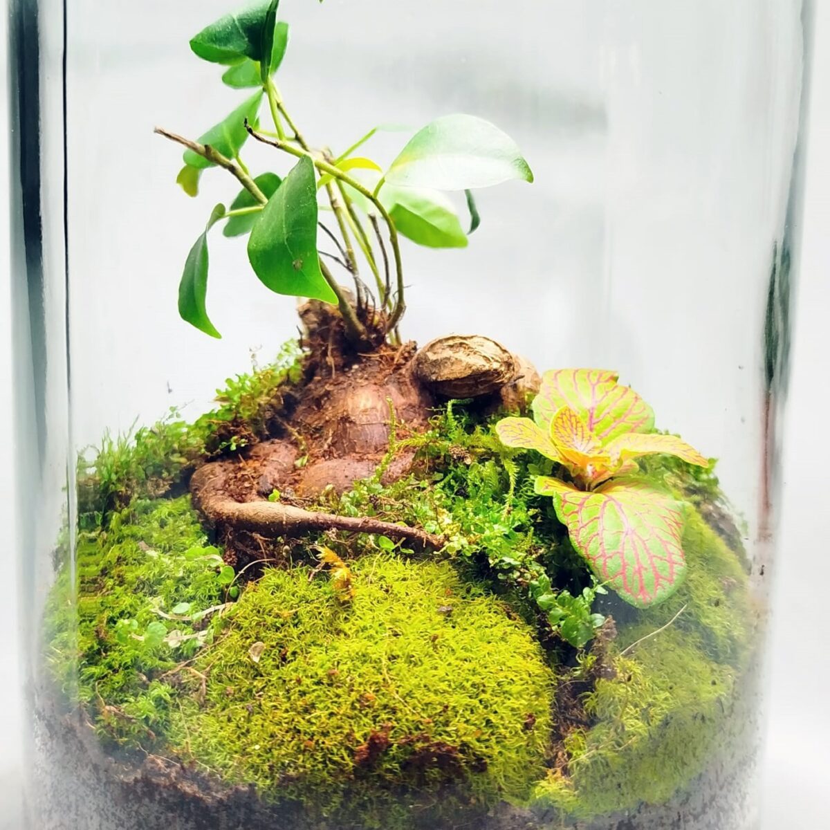 Ewiges Terrarium von 4L mit Fittonia und Ficus Ginseng