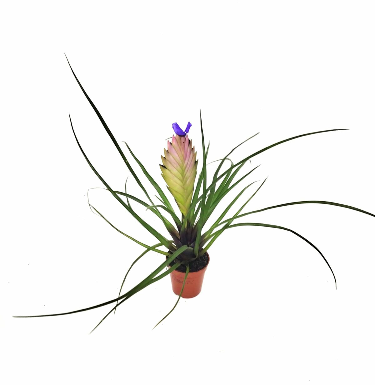 Tillandsia cyanea 'Anita' (Pink Feather Bromeliad)