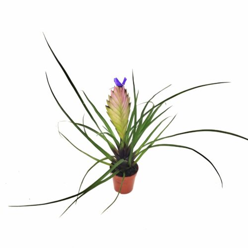 Tillandsia cyanea 'Anita' (Rosa Federbromelie)