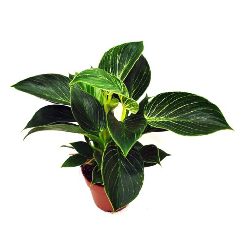 philodendron birkin