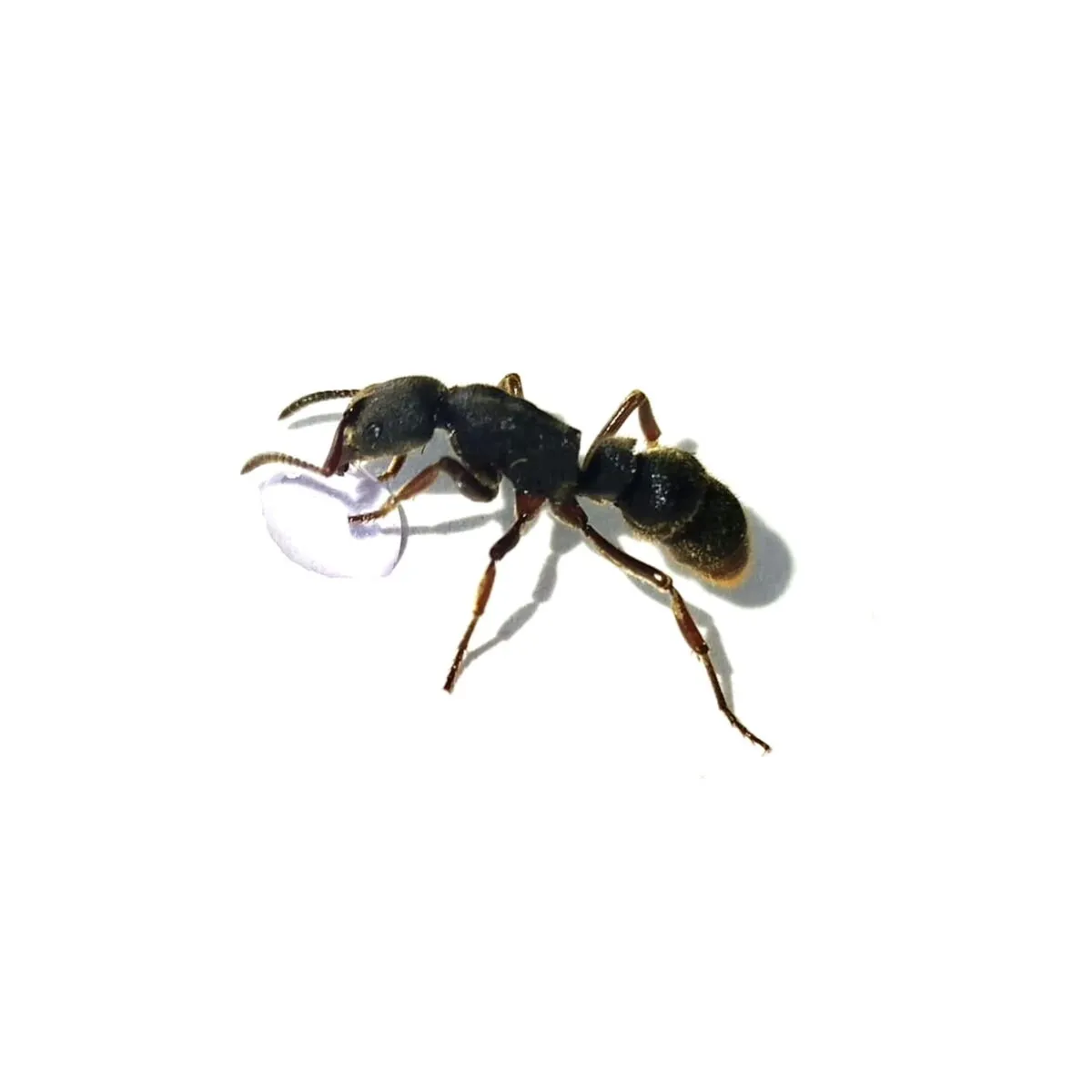 Pseudoponera rufipes | Exotic Ants - ANTDERGROUND