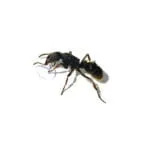 pseudoponera rufipes