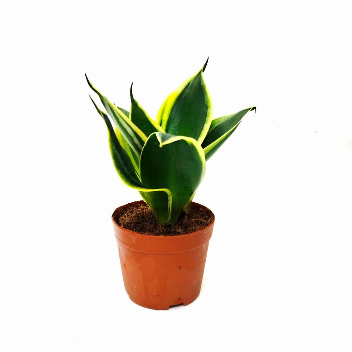 Compre Sansevieria trifasciata, uma planta resistente que purifica o ar 🌿. Fácil de cuidar, perfeito para qualquer casa ou escritório 🏡.