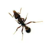 Strumigenys sp