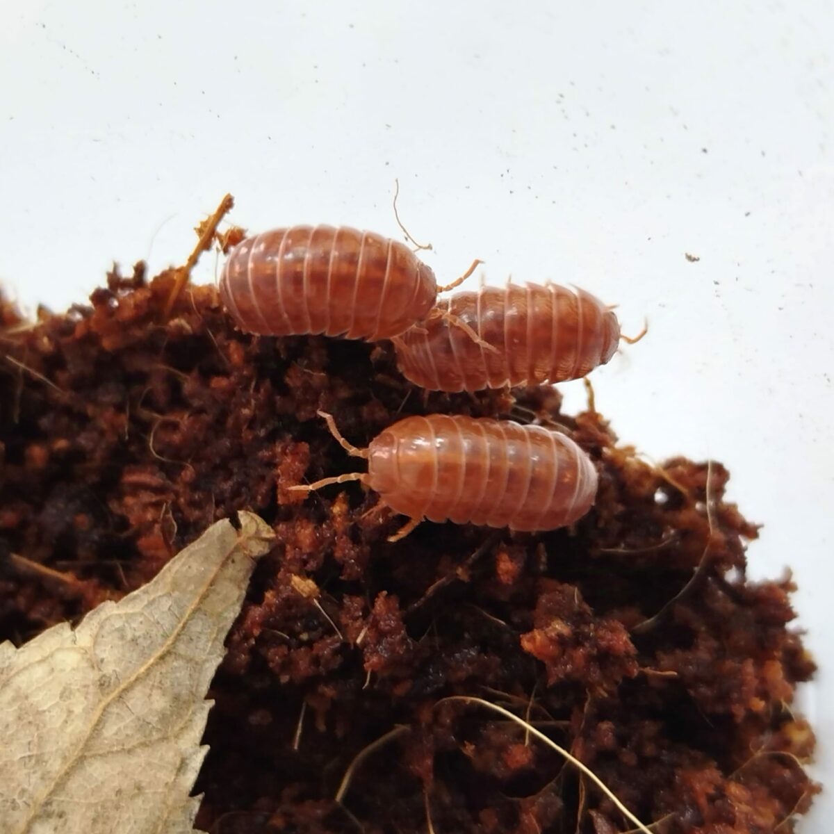 Armadillidium vulgare Orange