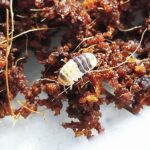 Cubaris sp. "White Shark"