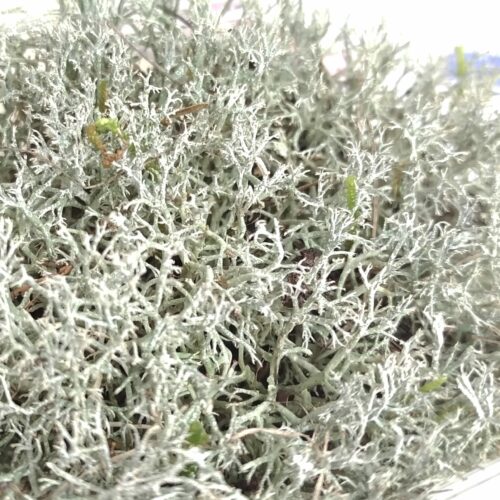 Muschio Lichene Preservato (Cladonia rangiferina)