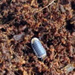 Cubaris sp. "Pak Chong"