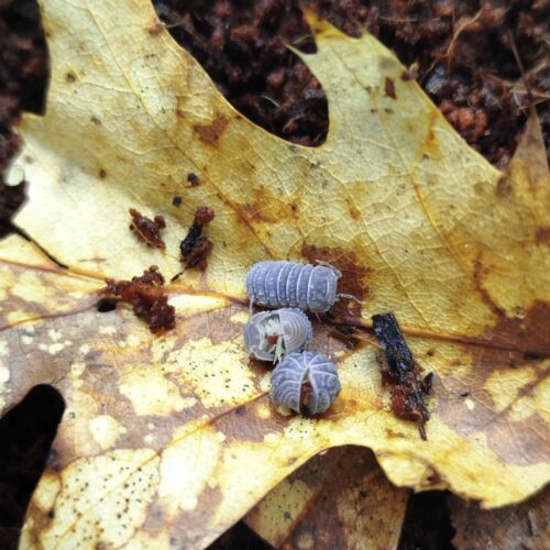 Armadillidium tuberculatus