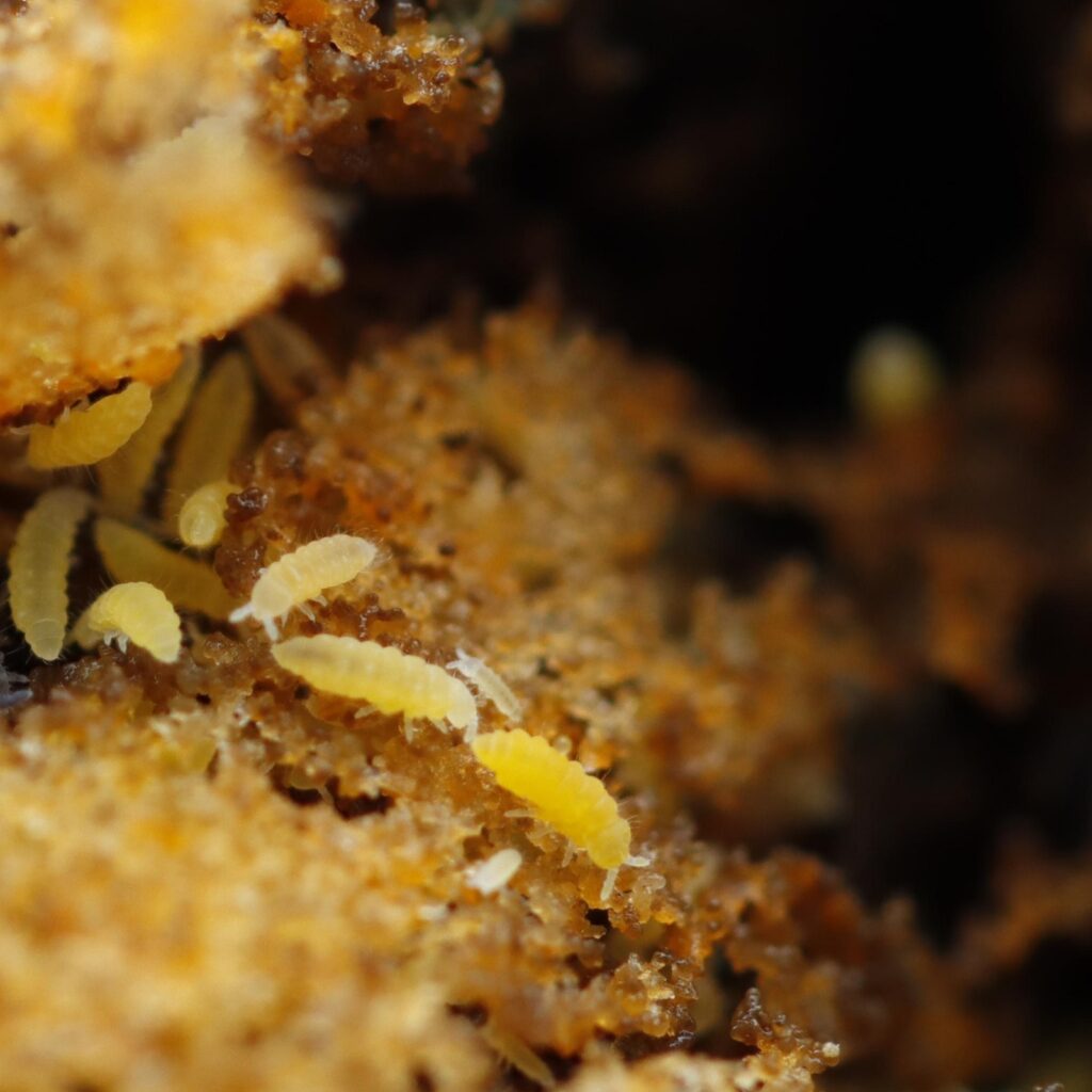 Ceratophysella sp Yellow Albino