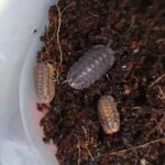 Cubaris sp Dark Phipun