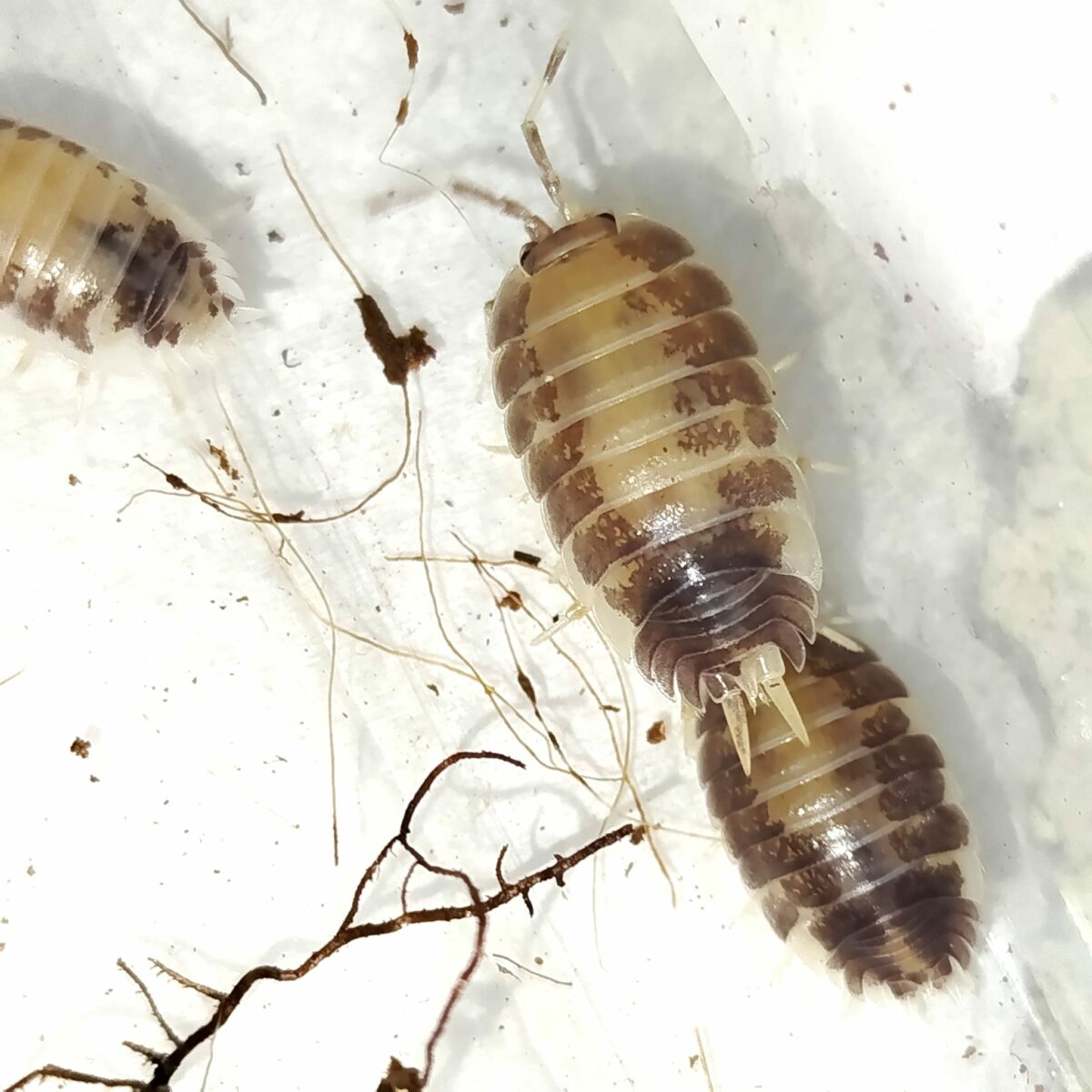 Porcellio laevis milkback