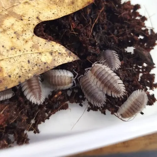 comprar isópodos