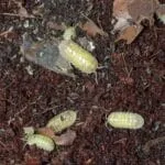 Armadillidium spec. "Albino"
