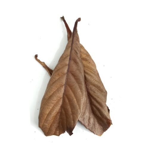 Loquat Leaves