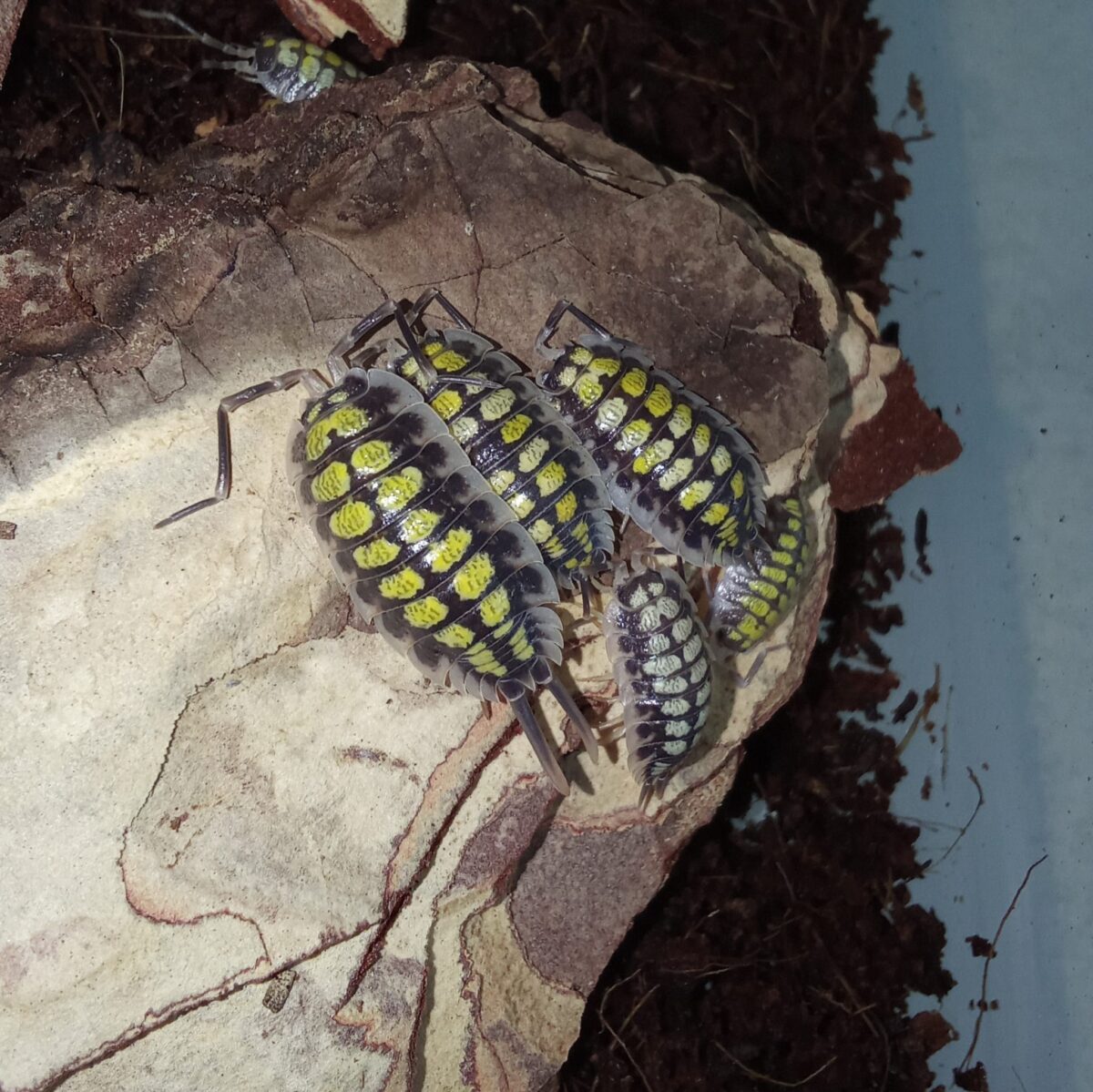 Porcellio haasi high yellow