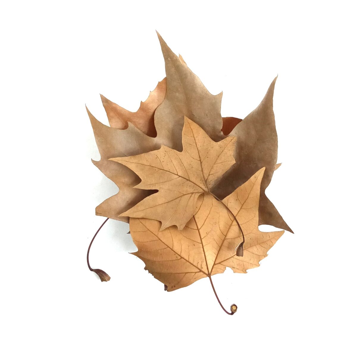 Feuilles de Sycomore