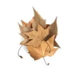Sycamore Leaves