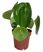 Pilea Peperomioides